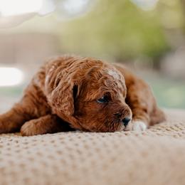 Goldendoodle and Sheepadoodle Puppies from Red River Goldendoodles