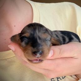 Girl 1 - Dapple female Dachshund puppy in Southwest Ranches, Florida from Breezy Florida Dachshunds