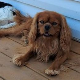 Kubo - Cavalier King Charles Spaniel