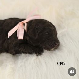 Aspen - Chocolate female Australian Labradoodle puppy in Winter Haven, Florida from Southern Cove Labradoodles