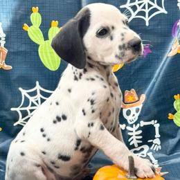Patched(HUA) - White and black female Dalmatian puppy in Westhoff, Texas from Smart Dalmatians (LUA/HUA)