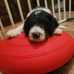 Labradoodle Puppies from Tyson's Farm Doodles