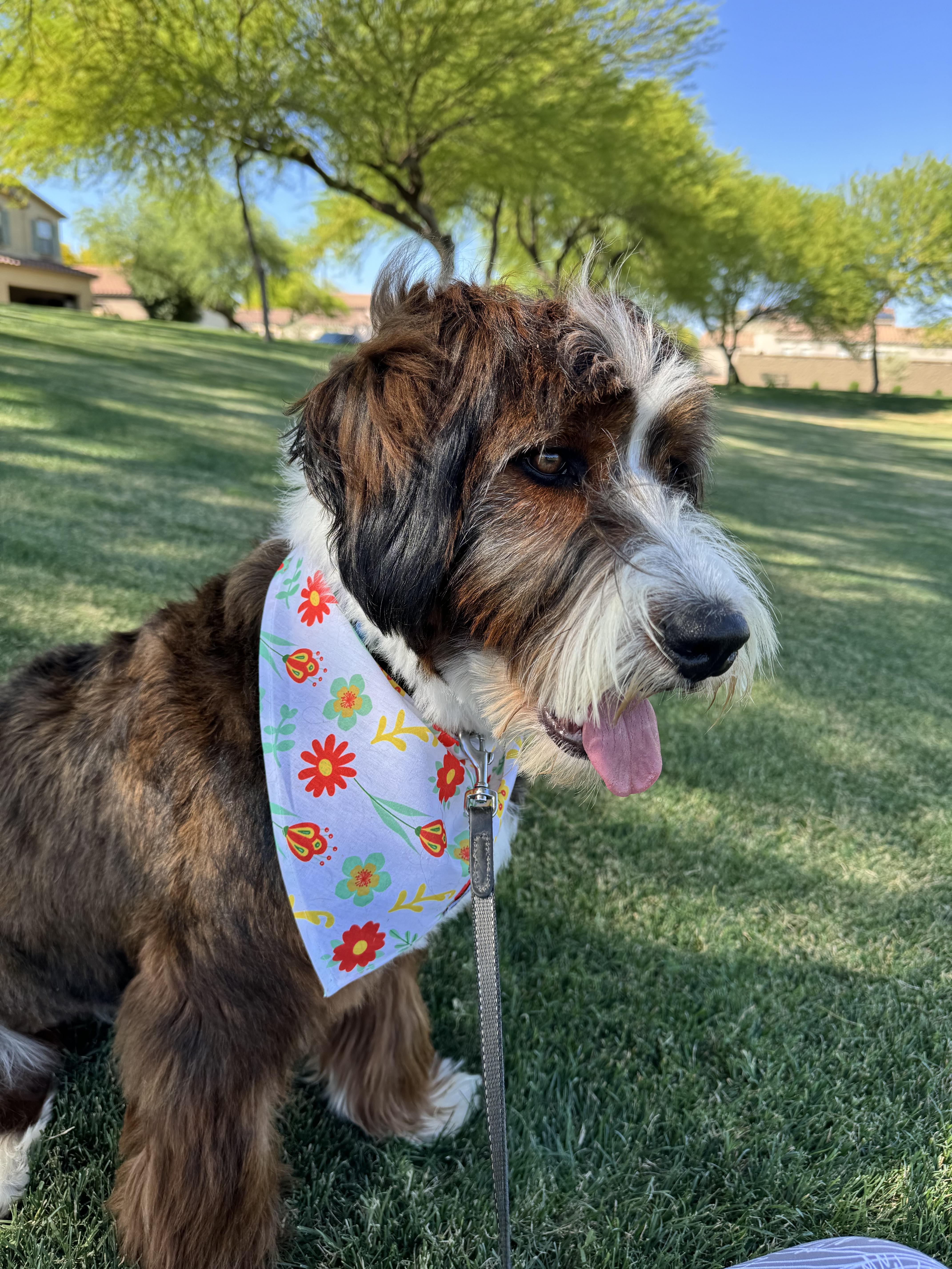 Aspen