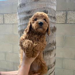 Hot pink - Red  female Goldendoodle puppy in Bakersfield, California from Lavish Doodles