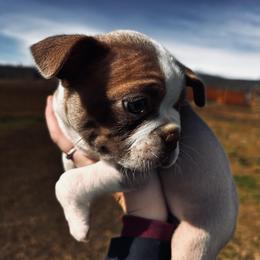 Izzy’s lilac girl - Boston Terrier