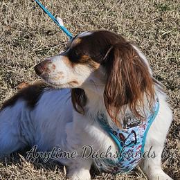 Swift - Dachshund