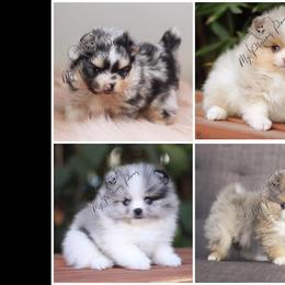 Pomeranians from My Precious Poms