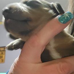 Dachshunds from 603 Dachshunds
