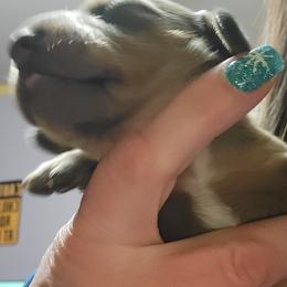 Dachshunds from 603 Dachshunds