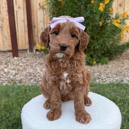 Glitter - Cream female Goldendoodle puppy in Las Vegas, Nevada from Bridges Goldendoodles