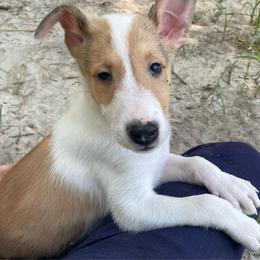 Tonberry - Sable and white male Collie puppy in Bamberg, South Carolina from Shakhor Ohr Collies and Pomeranians