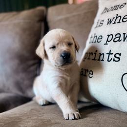 Fletcher - Yellow male Labrador Retriever puppy in Sweet Home, Oregon from Knotty Creek Labradors