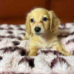 Graham - Red male Dachshund puppy in Durant, Oklahoma from Big Creek Mini Dachshund