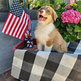 Hermione Granger - Red tri-color female Australian Shepherd puppy in Tehachapi, California from Boundless Joy Aussies
