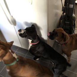 Boxer All Grown Up from Duck Creek Kennels