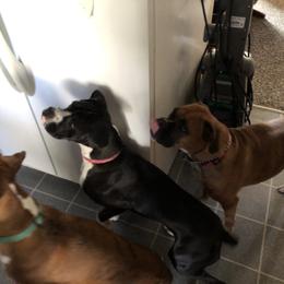 Boxer All Grown Up from Duck Creek Kennels