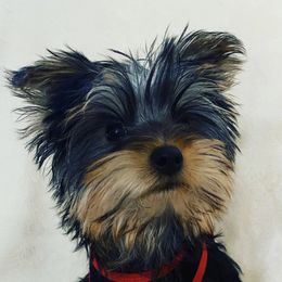 Yorkshire Terriers from Yorkie Pups