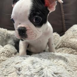 Boston Terrier Puppies from Woof Pack