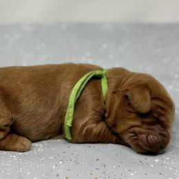 Mae - Apricot female Australian Labradoodle puppy in Sacramento, California from Little Farmstead Labradoodles