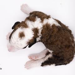 Bernedoodle, Saint Berdoodle, and Sheepadoodle Puppies from Yankee Doodle Puppies