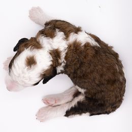 Bernedoodle, Saint Berdoodle, and Sheepadoodle Puppies from Yankee Doodle Puppies