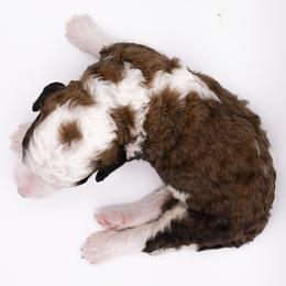 Bernedoodle, Saint Berdoodle, and Sheepadoodle Puppies from Yankee Doodle Puppies