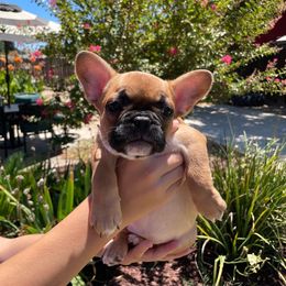 French Bulldog Puppies from Kathrine Hill