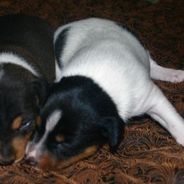 Rat Terrier Puppies from Skippin CJ Standard Rat Terriers