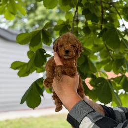Boy 2 - male Goldendoodle puppy in Spokane, Washington from Dream Doodles in Spokane WA