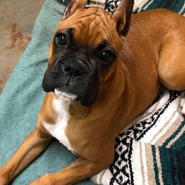 Boxer Puppies from Quinney’s Boxers