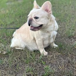 LOLA - French Bulldog