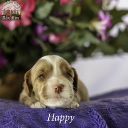 Happy - Apricot male Australian Labradoodle puppy in Cashmere, Washington from Mountain Home Doodles