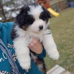 Ham - Black tri-color male Australian Shepherd puppy in Fort Wayne, Indiana from Grand Ridge Australian Shepherds