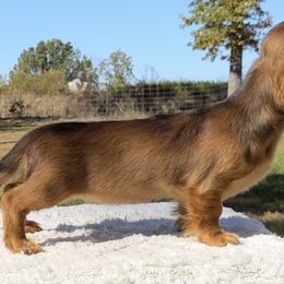 Dachshund Puppies from Little Legs Miniature Dachshunds