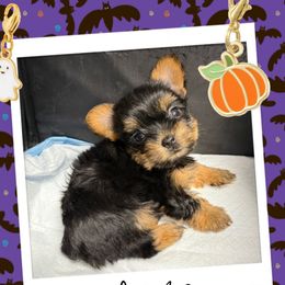Carrie - Black and tan female Yorkshire Terrier puppy in New Boston, Texas from Genice’s Small Wonders