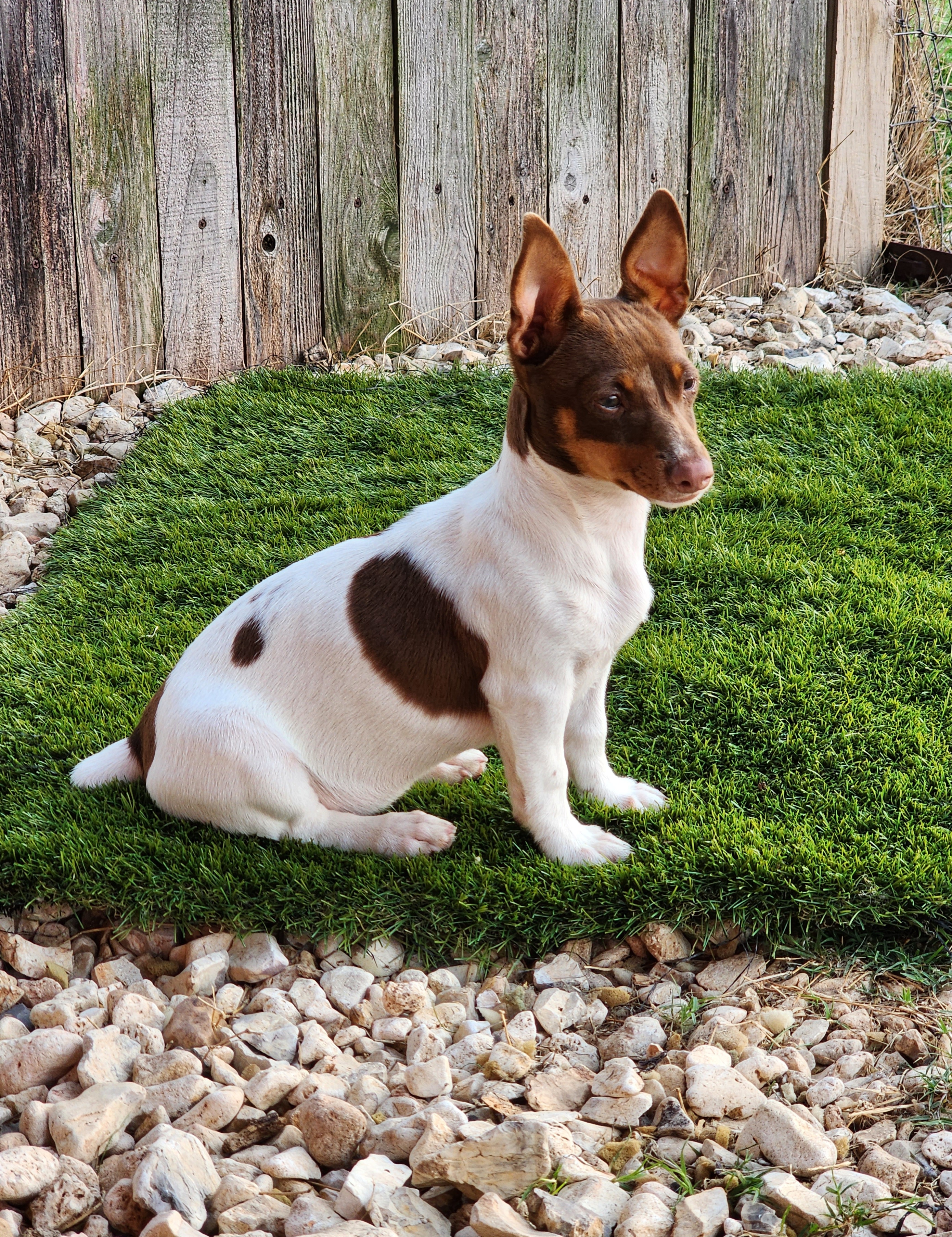 Teddy Roosevelt Terrier Puppies from Travelin' Man Terriers
