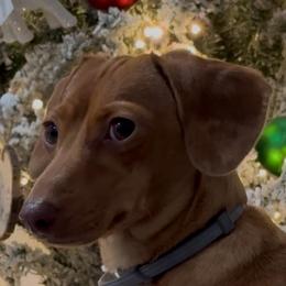 Baby - Dachshund