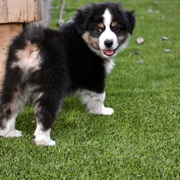 Australian Shepherd and Miniature American Shepherd Puppies from Bright Heart Aussies & Miniature American Shepherds