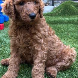 Black - Red  female Poodle puppy in Keedysville, Maryland from Sunshine Red Standard Poodles