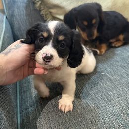 Dachshund Puppies from Monterey Bay Dachshund Kennel