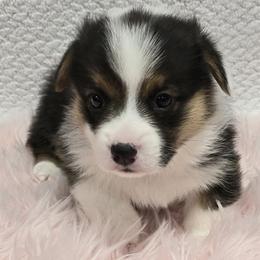 ASHER - Black and tan male Pembroke Welsh Corgi puppy in Walker, Iowa from Double K Corgis