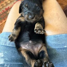 Maxie - Black and tan female Dachshund puppy in Fort Worth, Texas from Louis' Litters