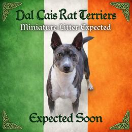 Rat Terrier puppies from Dal Cais Rat Terriers