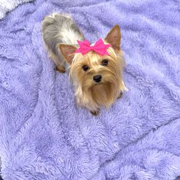 Rosie - Yorkshire Terrier