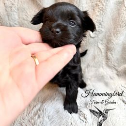 James Dean - Liver male Yorkshire Terrier puppy in Utah from Hummingbird Farm & Gardens
