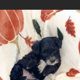 Yorkipoo Puppies from Kdash_yorkies