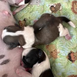 Boy 2 Honey - Gold and white male Shih Tzu puppy in Madras, Oregon from Maridee’s ShihTzu
