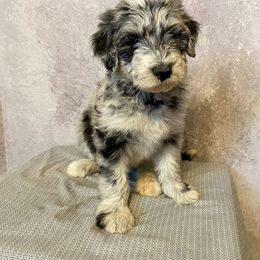 Aussiedoodle, Australian Shepherd, Bernedoodle, Cockapoo, and Poodle Puppies from Sis' Doodles & Poodles