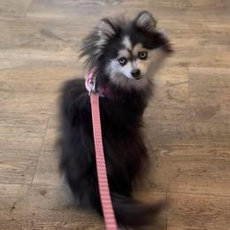 Charcoal - Pomsky