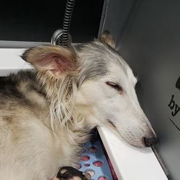 Silken Windhound Puppies from Silken Agents of CSBeck